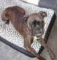 Chien Boxer allong